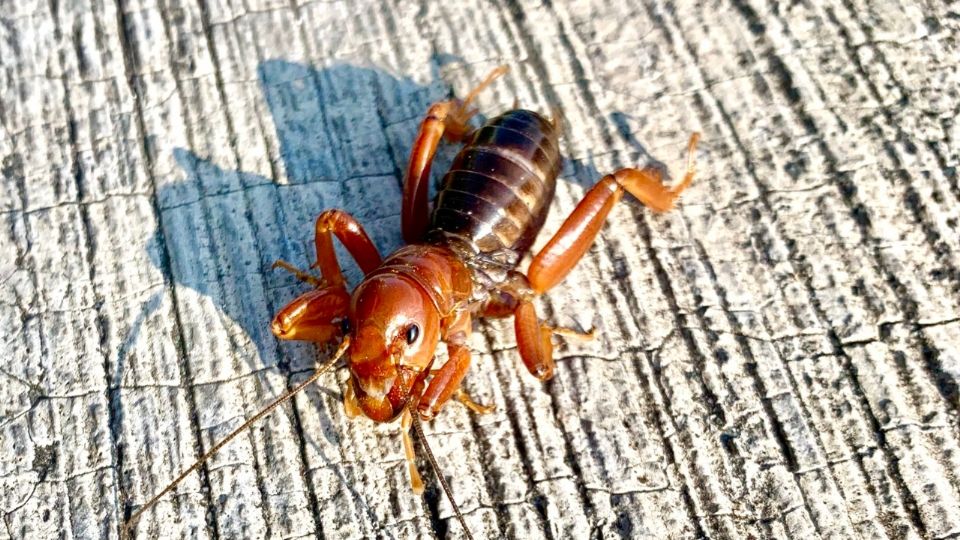 Son insectos inofensivos, contrario a lo que se cree