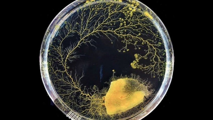 Las medusas, criaturas simples y sin cerebro: "tienen sorprendente capacidad visual para cambiar su comportamiento"