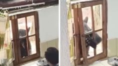 VIDEO: oso aterra a una familia al entrar por la ventana de una cabaña en Nuevo León