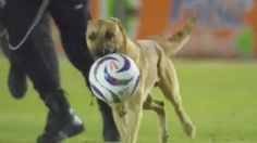 ¡Gol de firulais! Perrito sacude las redes sociales al entrar a la cancha en medio de un partido