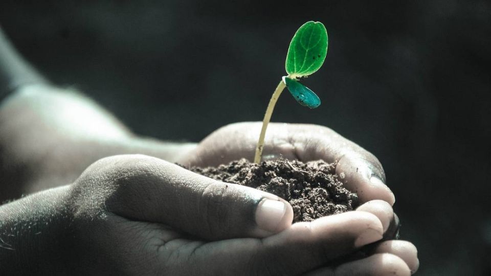 Las plantas activan un mecanismo parecido al que producen los animales.