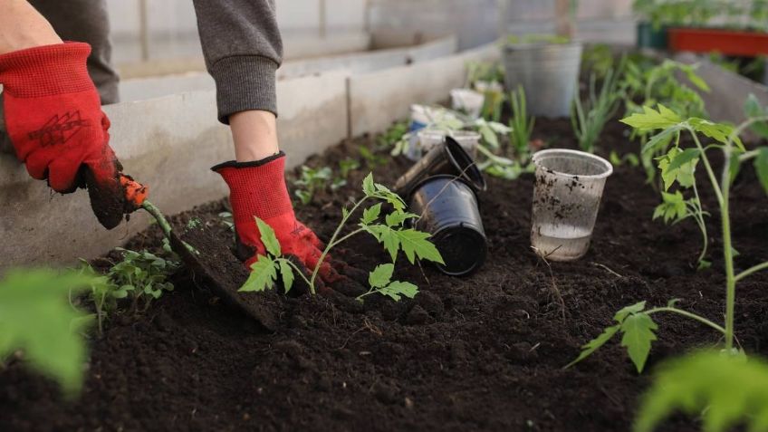 5 trucos caseros de jardinería para mantener las plantas sanas y vigorosas