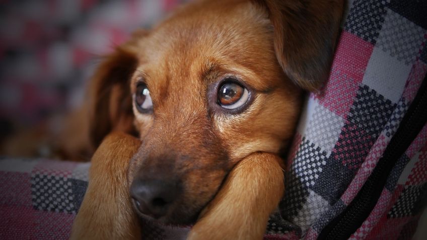 Sus dueños lo abandonaron por ser un perrito viejo y enfermo, dos años después murió solo en una veterinaria