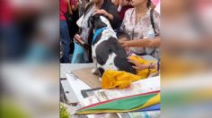 Él es "Pinto", el perrito que se mantuvo junto a su dueño luego de que murió de un infarto