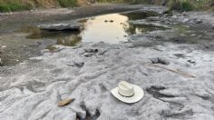 Hallan huellas de dinosaurios por fuertes olas de calor y sequías en Texas