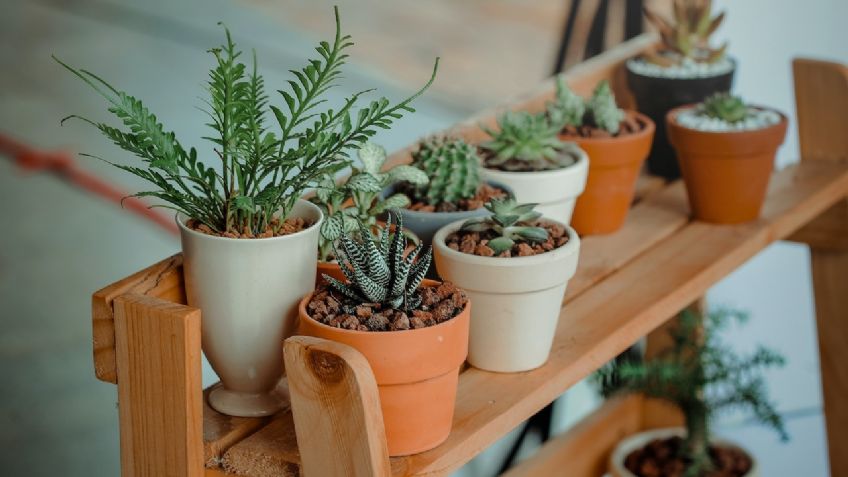 Esta es la planta que no puede faltar en tu casa, según un estudio de la NASA