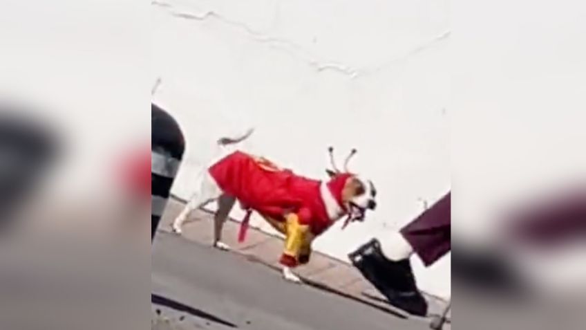 VIDEO | Perrito con disfraz del Chapulín Colorado enternece las redes y lo llaman “Chesperrito”