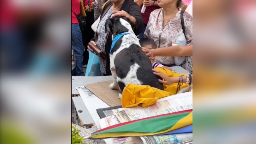 Él es "Pinto", el perrito que se mantuvo junto a su dueño luego de que murió de un infarto