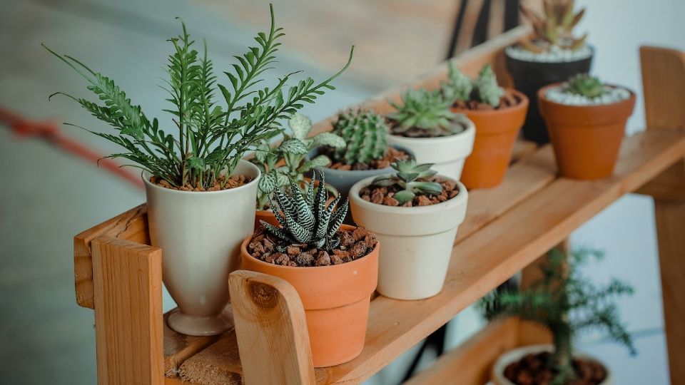 Las plantas ayudan a conciliar el sueño y mantener un ambiente relajado.