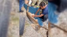 VIDEO | Rescatan a puma de chelería en Hidalgo