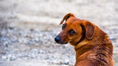 VIDEO: con máquinas pesadas destruyen refugio de animales, decenas de perritos perdieron la vida