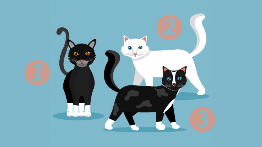 Test de personalidad: escoge un gato y conoce si eres una persona con mal carácter