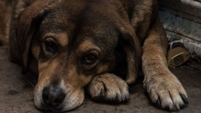 Desierto de los Leones, el parque natural en CDMX preferido para abandonar a los perros