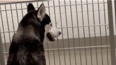 Perrito se pone "triste" al ver cómo la gente sólo pasa frente a él y no lo adoptan: VIDEO