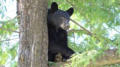 VIDEO: oso se convierte en la mascota de una familia, vive en el patio y lo alimentan con frutas