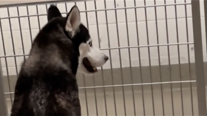 Perrito se pone "triste" al ver cómo la gente sólo pasa frente a él y no lo adoptan: VIDEO