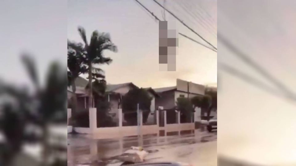 Varias ovejas quedaron colgadas en los cables de luz en Brasil.