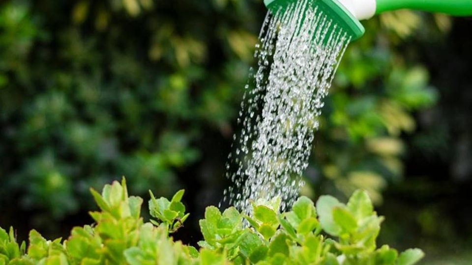 No se debe abusar en la cantidad de agua para regar las plantas.