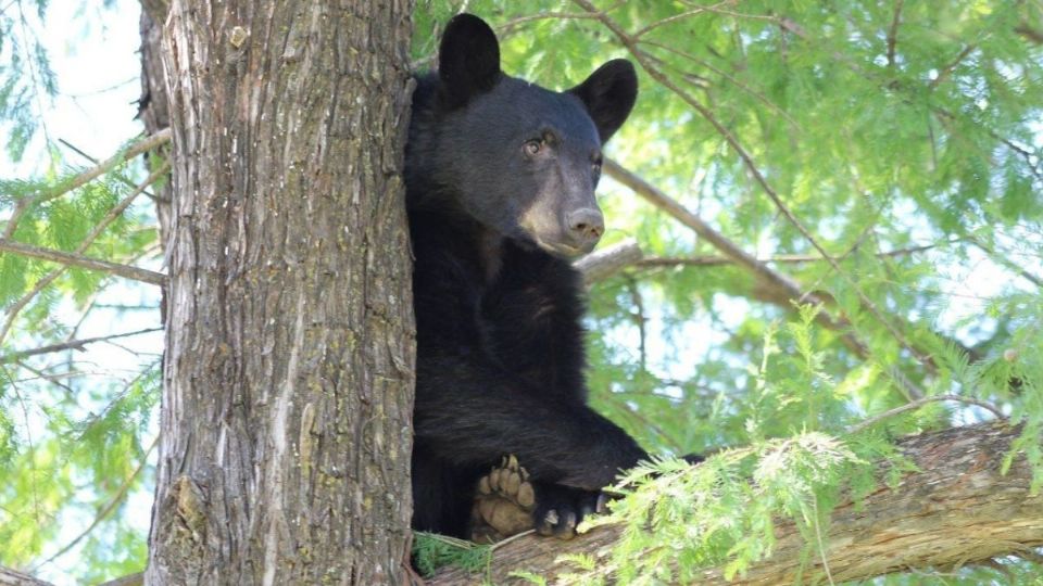 Desde el pasado viernes, el cachorro de oso vive en los límites de la residencia.