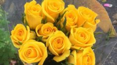 ¿Por qué debes regalar flores amarillas el 21 septiembre? La razón es muy poderosa