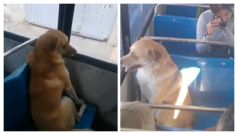 FOTOS: Bobby, el perrito que se hizo viral por perderse y viajar en autobús