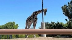 ¿Qué ha pasado con la jirafa "Benito"? Africam Safari reitera su compromiso de recibirla en su parque