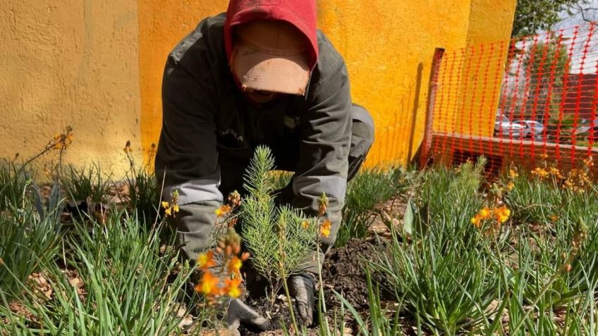 Sedema CDMX destaca creación de jardín polinizador en Parque de la Epopeya