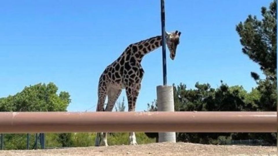 Africam Safari reitero su compromiso de trabajar de la mano con las autoridades para garantizar el bienestar de los animales