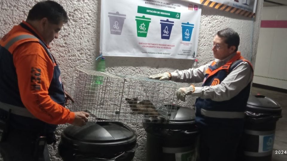 El cacomixtle fue encontrado en las inmediaciones de la estación Cuauhtémoc de la Línea 1