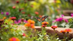 3 flores muy hermosas que llenarán tu jardín de mariposas durante la primavera