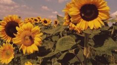 ¿Qué significa que te regalen un girasol?