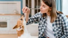 El trucazo para preparar comida saludable a tu perro en casa