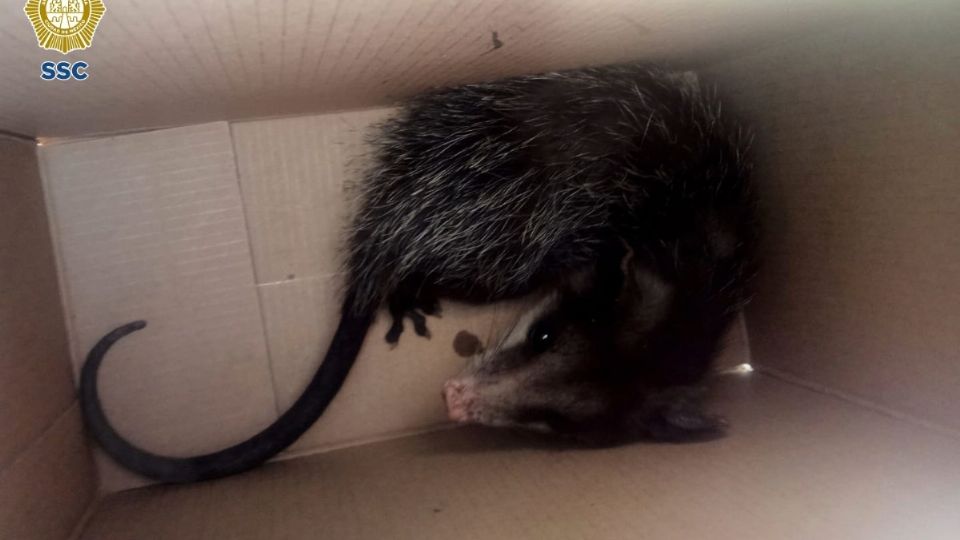 El pequeño tlacuache fue trasladado a las instalaciones de la Brigada de Vigilancia Animal.