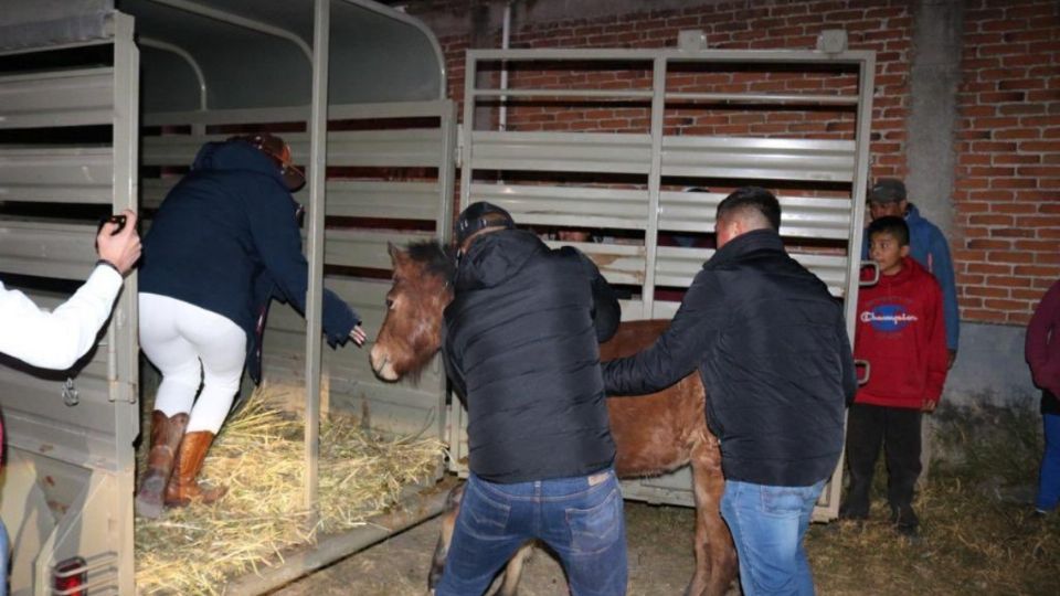 El maltrato animal en Puebla puede ser sancionado hasta con 2 años de prisión