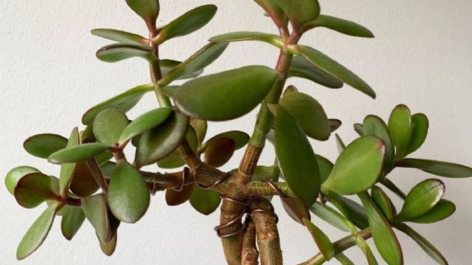 El trucazo para distinguir si tu Árbol de Jade es hembra o macho