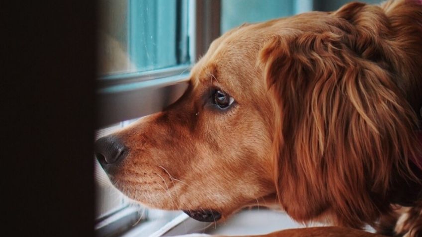 4 conductas con las que tu perro te quiere decir que tiene depresión