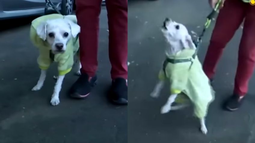 VIDEO VIRAL: Reportero es mordido por un perrito en plena entrevista en vivo