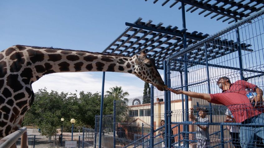 VIDEO: jirafa "Benito" sí llegará a vivir a Puebla, Africam Safari celebra su traslado