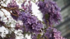 Jacarandas en CDMX comienzan a florecer en enero ¿es consecuencia del cambio climático?