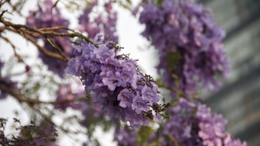 Jacarandas en CDMX comienzan a florecer en enero ¿es consecuencia del cambio climático?