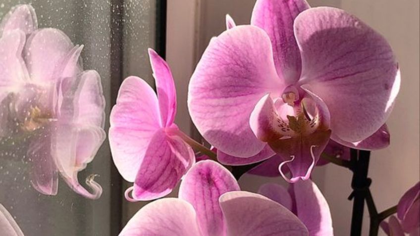 ¿Qué significa que alguien te regale una orquídea?