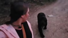 Chipinque: Joven corredora es seguida por un oso negro