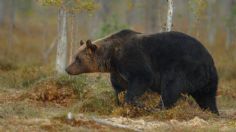 Hombre sale a cazar en Estados Unidos y muere aplastado por un oso de 200 kilos