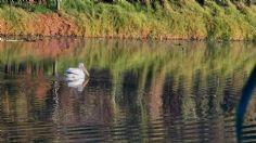 Avistan pelícanos blancos americanos en Parque Ecológico Xochimilco en CDMX