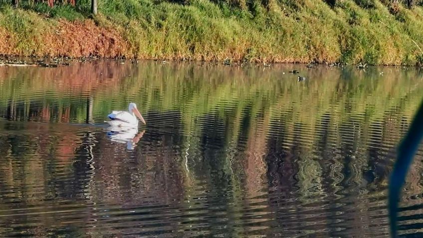 Avistan pelícanos blancos americanos en Parque Ecológico Xochimilco en CDMX