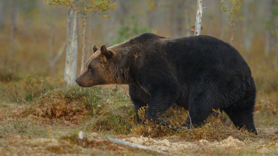 Los animales han sido vistos comiendo comida de la basura.