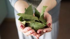 El ritual con una sola hoja de laurel para pedir un deseo espiritual