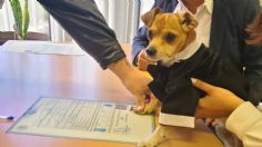 Perrito firma como testigo en la boda de sus dueños y se vuelve viral: "los animalitos nos enseñan a amar"