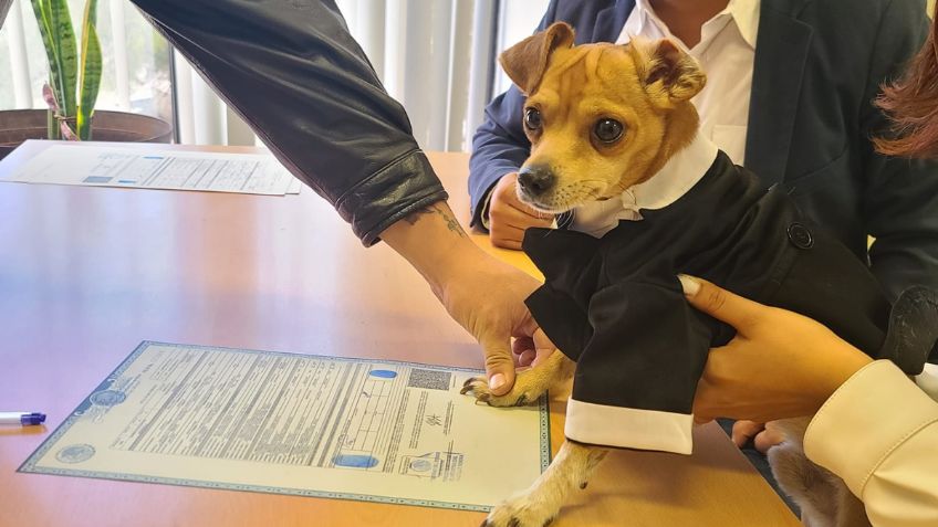 Perrito firma como testigo en la boda de sus dueños y se vuelve viral: "los animalitos nos enseñan a amar"