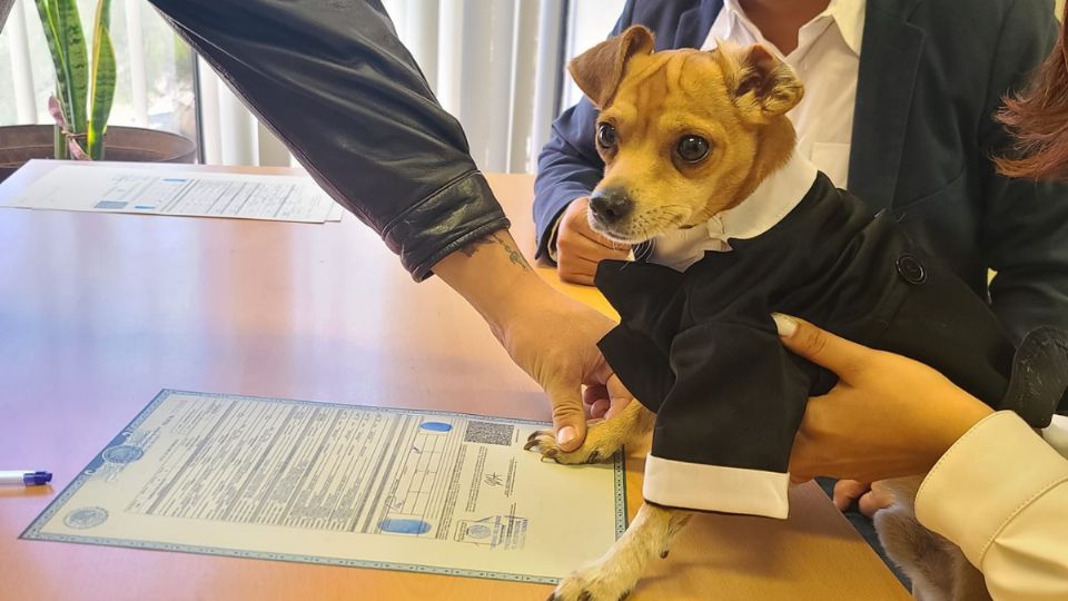 El perrito vistió de gala para el importante evento.